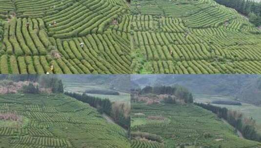 茶园采茶，春茶高清在线视频素材下载