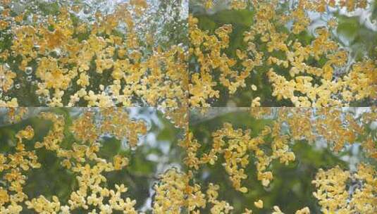 水中桂花 水中花 小清新治愈素材高清在线视频素材下载