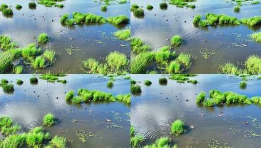 湿地沼泽野生水鸟在水中觅食高清在线视频素材下载