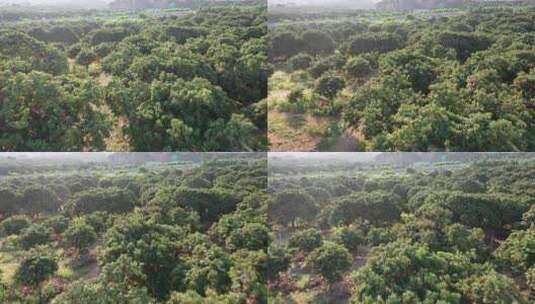 荔枝种植地航拍高清在线视频素材下载