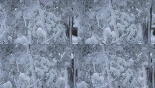 伏牛山冬季雪景雾凇高清在线视频素材下载