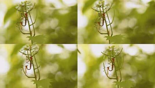 昆虫 蚊子 花高清在线视频素材下载