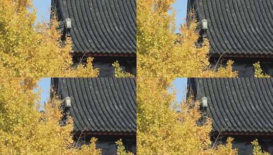 秋天阳光银杏苏州北寺塔古建筑局部特写高清在线视频素材下载