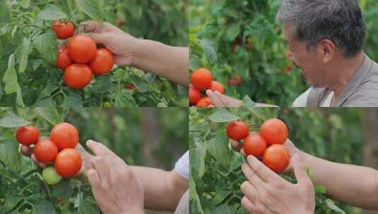 蔬菜种植无公害蔬菜 绿色农业高清在线视频素材下载