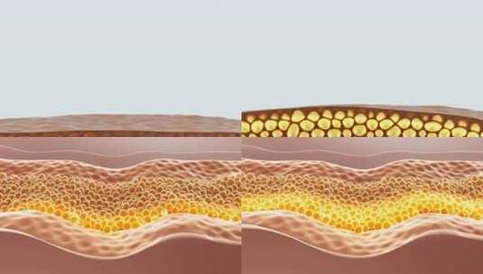 皮肤细胞结构动画高清在线视频素材下载