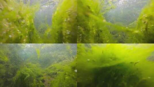 水下春光：阳光穿透的绿色舞动乐章高清在线视频素材下载