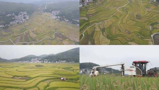 航拍稻田丰收景象高清在线视频素材下载
