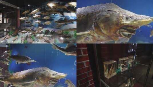 黑龙江同江市江鱼博物馆高清在线视频素材下载