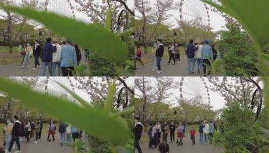上海顾村公园樱花4K意境实拍高清在线视频素材下载
