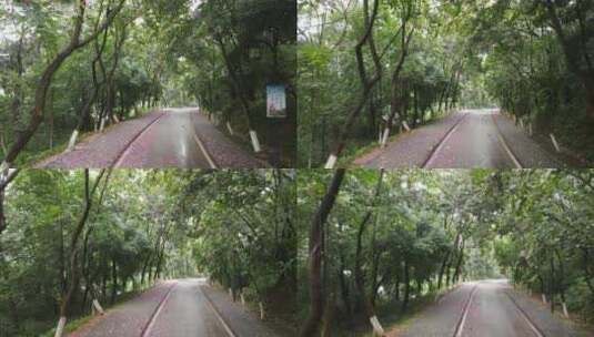 雨后的城市绿道高清在线视频素材下载