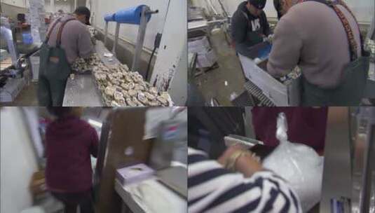 工厂加工牡蛎的过程高清在线视频素材下载