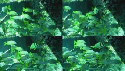 许多热带银鱼在珊瑚礁周围游泳高清在线视频素材下载