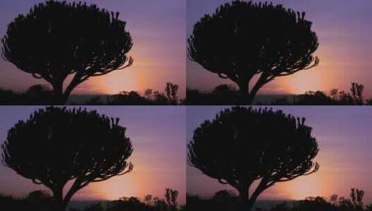 仙人掌树后的美丽日落高清在线视频素材下载