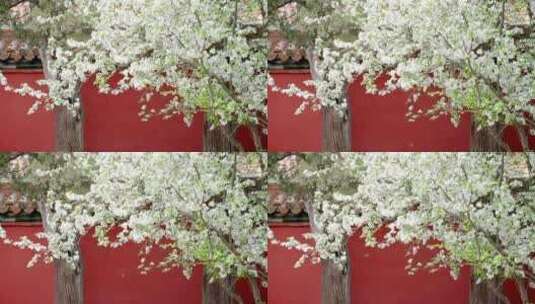 春天中国北京故宫博物院内绽放的海棠花高清在线视频素材下载