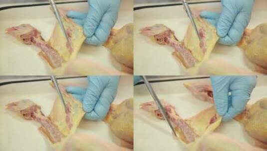 动物学家解剖禽类淋巴腺高清在线视频素材下载