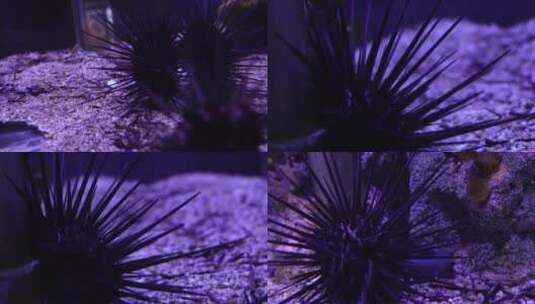 【镜头合集】黑色海胆海鲜海洋和生物高清在线视频素材下载