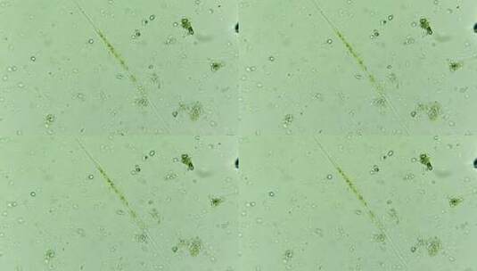 科研科普素材 微生物原生生物硅藻高清在线视频素材下载