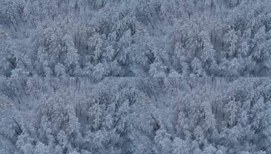 航拍大兴安岭雪原松林银色的雾凇高清在线视频素材下载