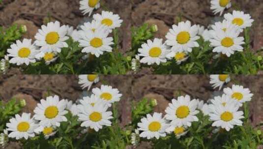 【镜头合集】白色雏菊野花小花朵花蕊高清在线视频素材下载