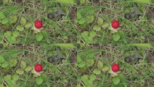 城市绿化带里的植物——蛇莓高清在线视频素材下载