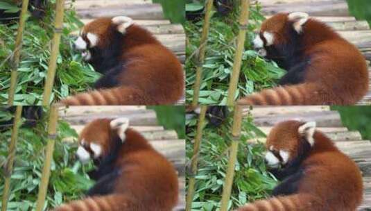 小熊猫背面吃竹子高清在线视频素材下载