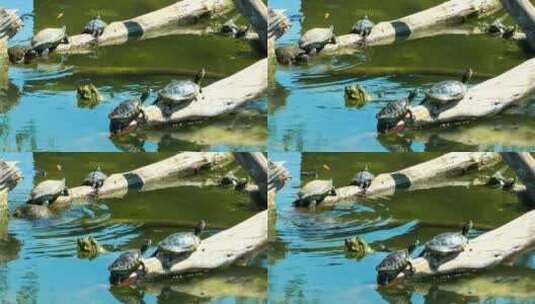晒太阳的小海龟高清在线视频素材下载