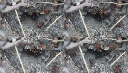 蚁丘入口处的蚂蚁高清在线视频素材下载
