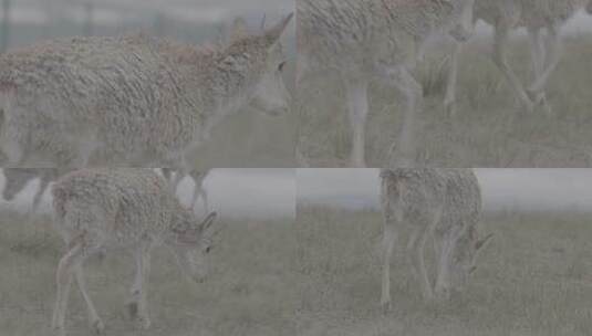 青海省可可西里藏羚羊幼崽吃草05高清在线视频素材下载