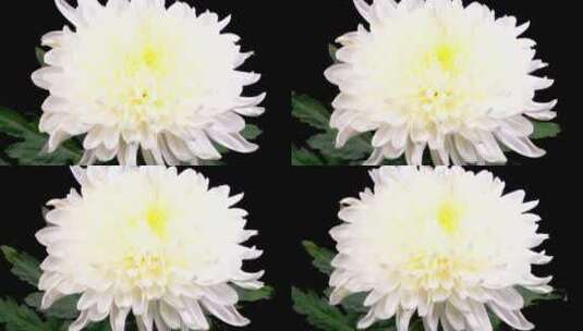 白菊-花开花高清在线视频素材下载