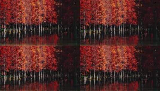秋季红色水杉林高清在线视频素材下载