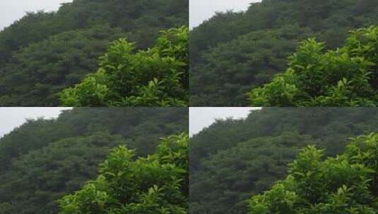 山林树木鸟鸣高清在线视频素材下载