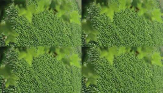 藤蔓植物高清在线视频素材下载