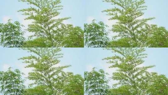 竹子竹林树梢高清在线视频素材下载