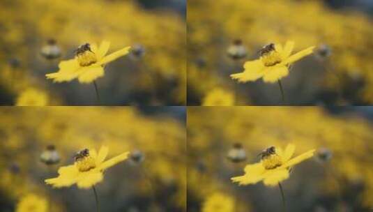 蜜蜂和花朵高清在线视频素材下载