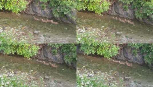 河水里嬉戏玩耍麻鸭鸭子高清在线视频素材下载