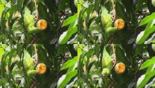 鹦鹉在树枝上啄食果子高清在线视频素材下载