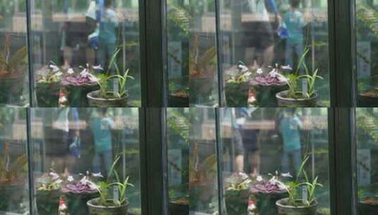 亲子养花种花种植花房阳光房高清在线视频素材下载