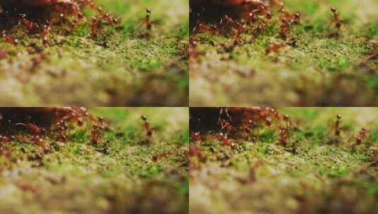 微距特写蚂蚁群集体搬运觅食协调分工合作高清在线视频素材下载