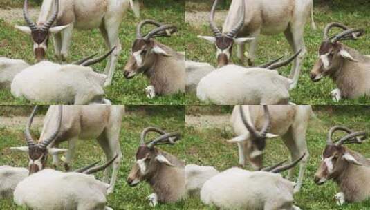 吃草的羚羊高清在线视频素材下载