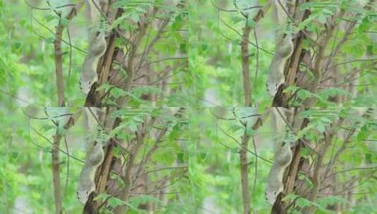 爬树的松鼠高清在线视频素材下载