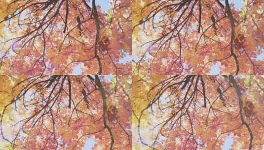 缓慢平移在秋天向上看一棵树高清在线视频素材下载