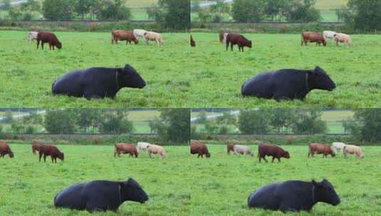 在草地上吃草的牛群高清在线视频素材下载