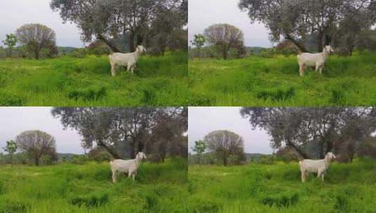 羊在草地上觅食高清在线视频素材下载