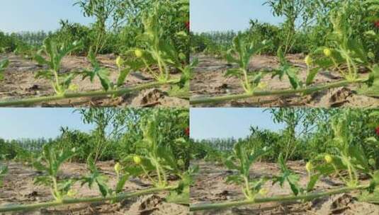 西瓜秧植物高清在线视频素材下载