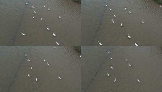 水边成群的白鹭高清在线视频素材下载