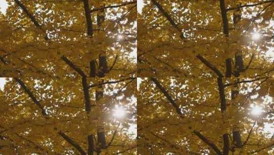 初冬阳光下的银杏树，移动逆光高清在线视频素材下载