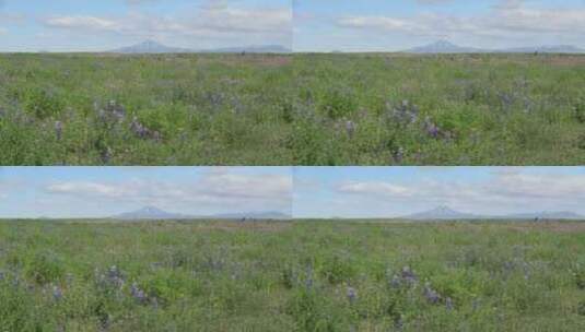 草原野花景观拍摄高清在线视频素材下载