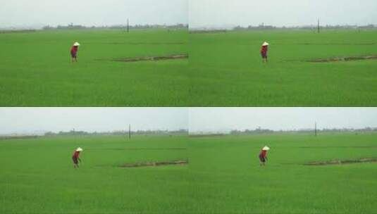 稻田里劳作的农民高清在线视频素材下载