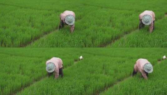 一个农民在稻田里干活高清在线视频素材下载