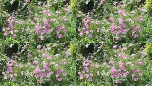 格桑花鲜花花朵微距特写高清在线视频素材下载